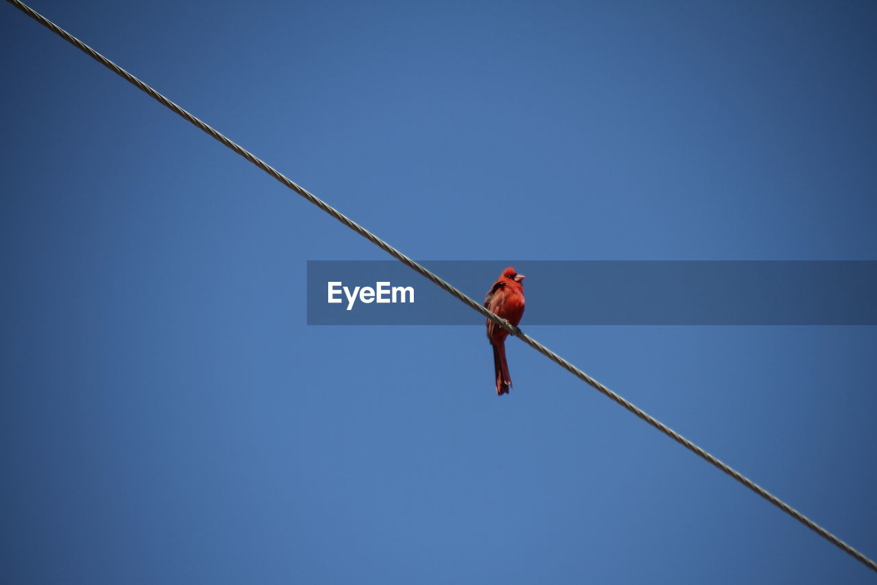 LOW ANGLE VIEW OF MAN WORKING ON ROPE AGAINST BLUE SKY