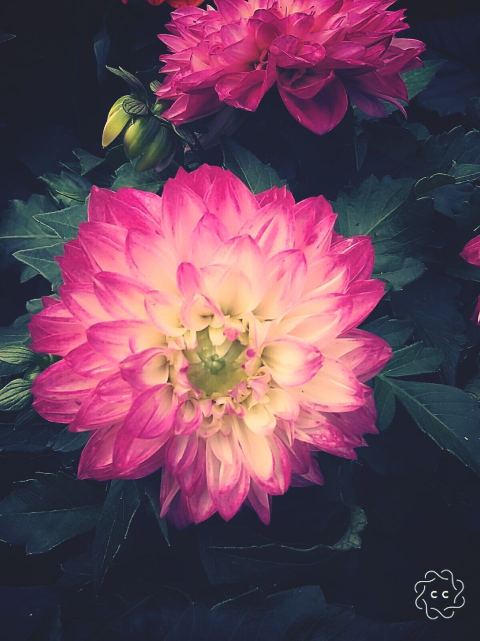 CLOSE-UP OF FLOWER