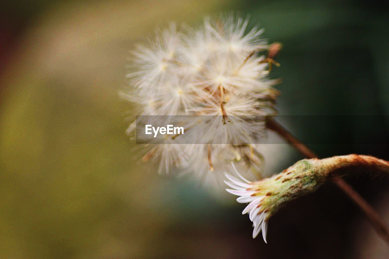 Close-up of white dandelion flower