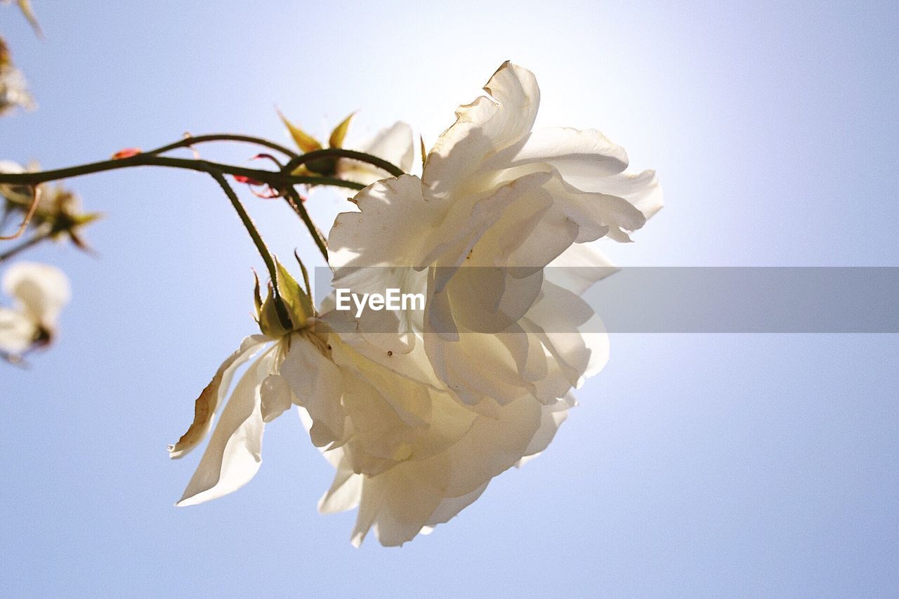 CLOSE-UP OF FRESH WHITE FLOWERS AGAINST CLEAR SKY