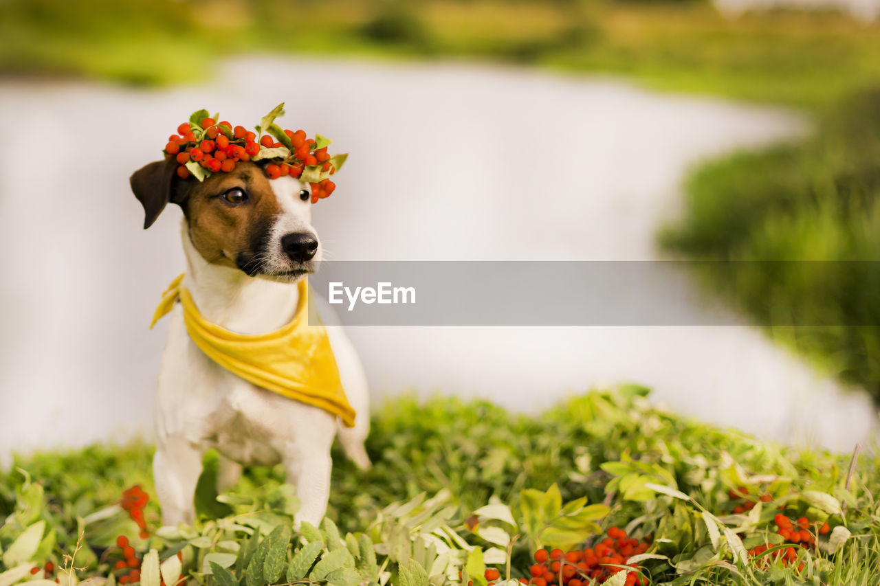 DOG LOOKING AWAY ON FLOWER PLANT