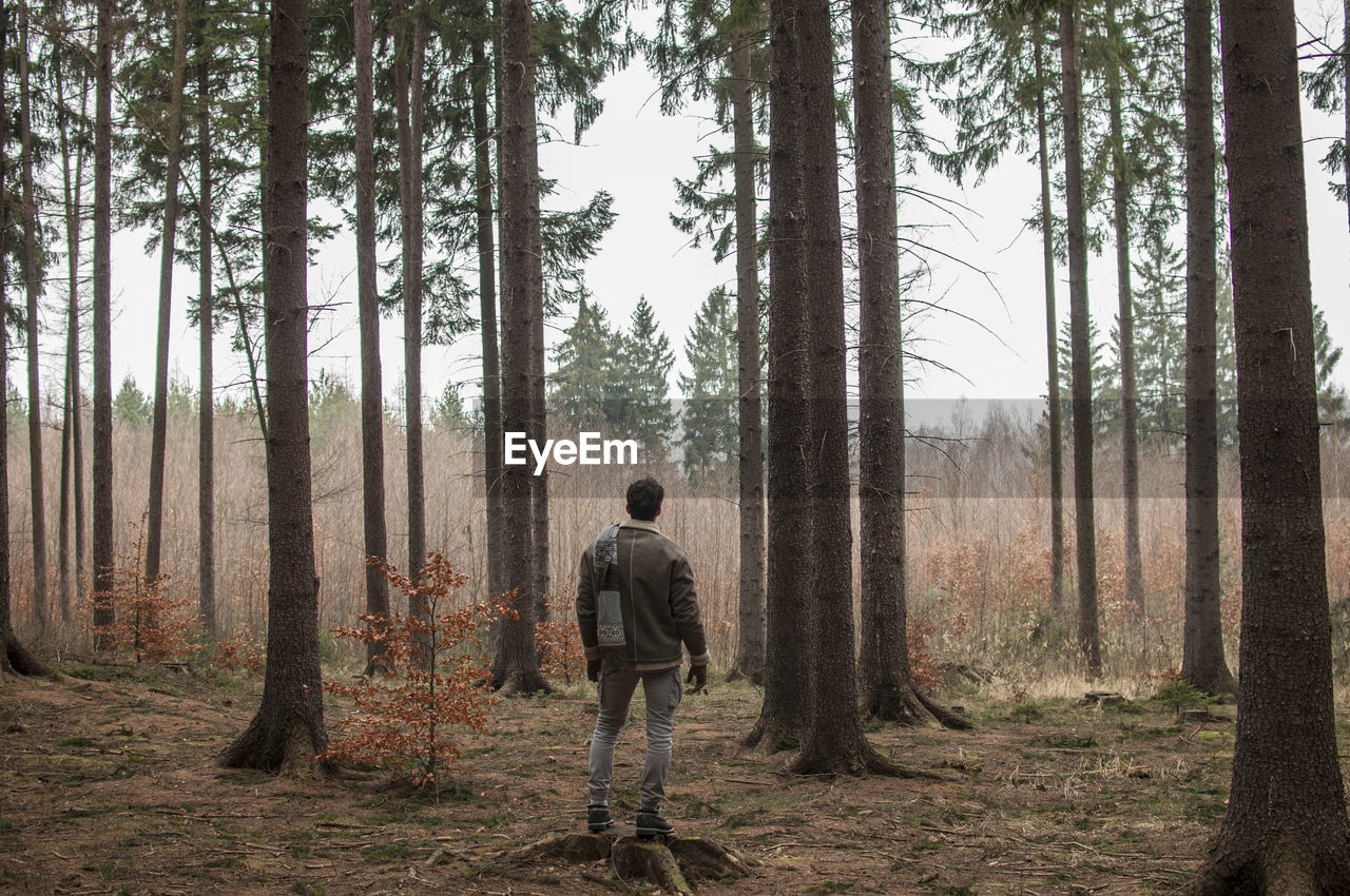 Rear view of young man standing in forest