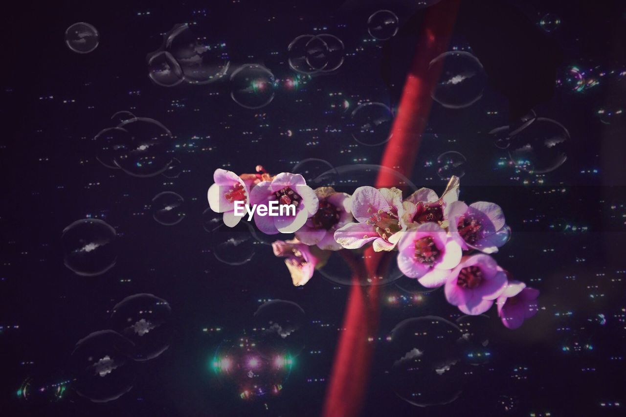 CLOSE-UP OF BUBBLES OVER WATER LILIES