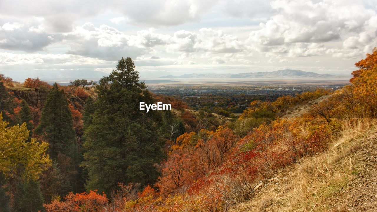 SCENIC VIEW OF TREES ON LANDSCAPE AGAINST SKY