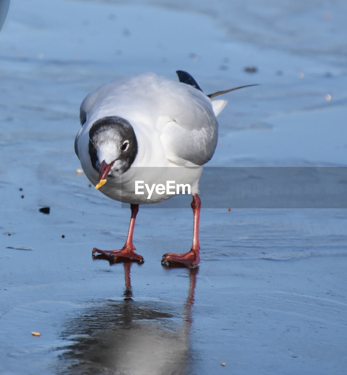 SEAGULL ON A LAKE