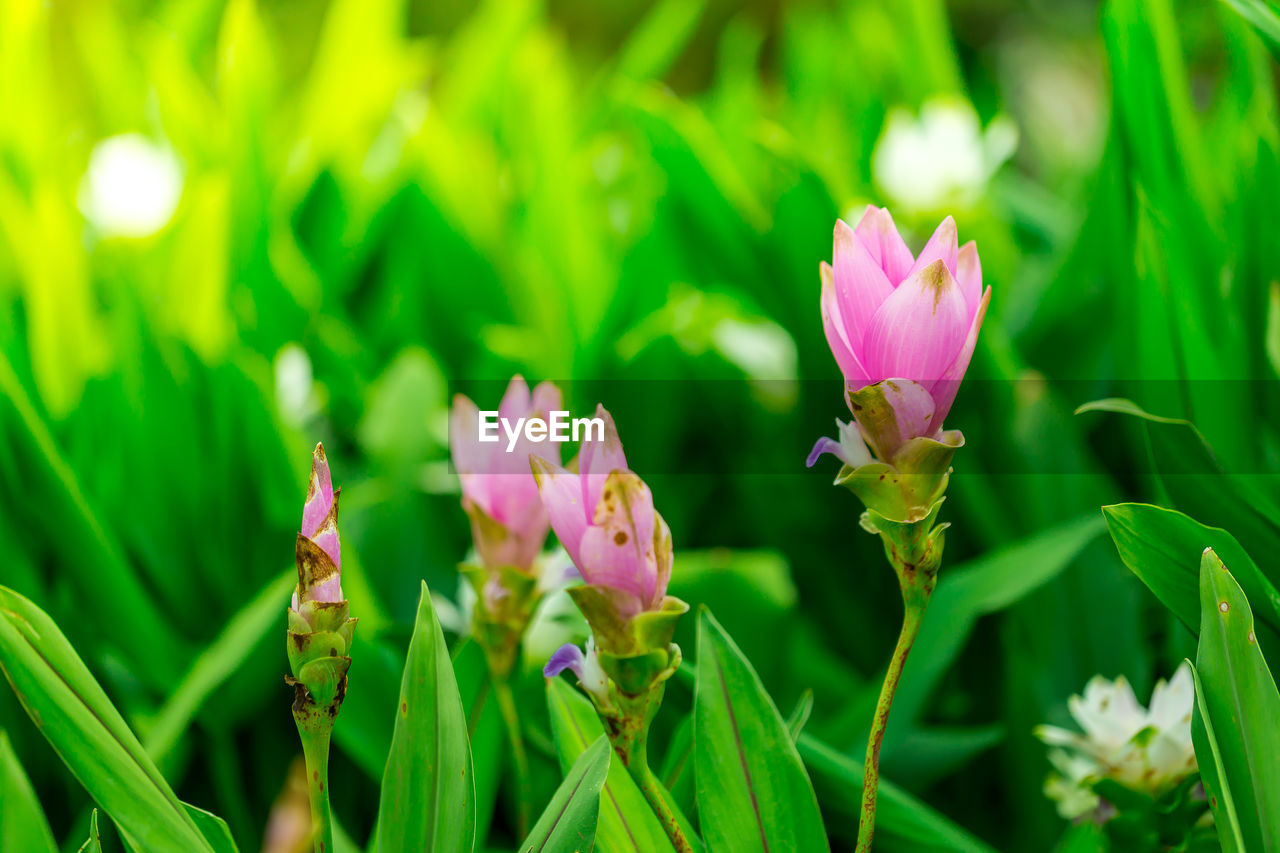 Close-up of pink flowering plant