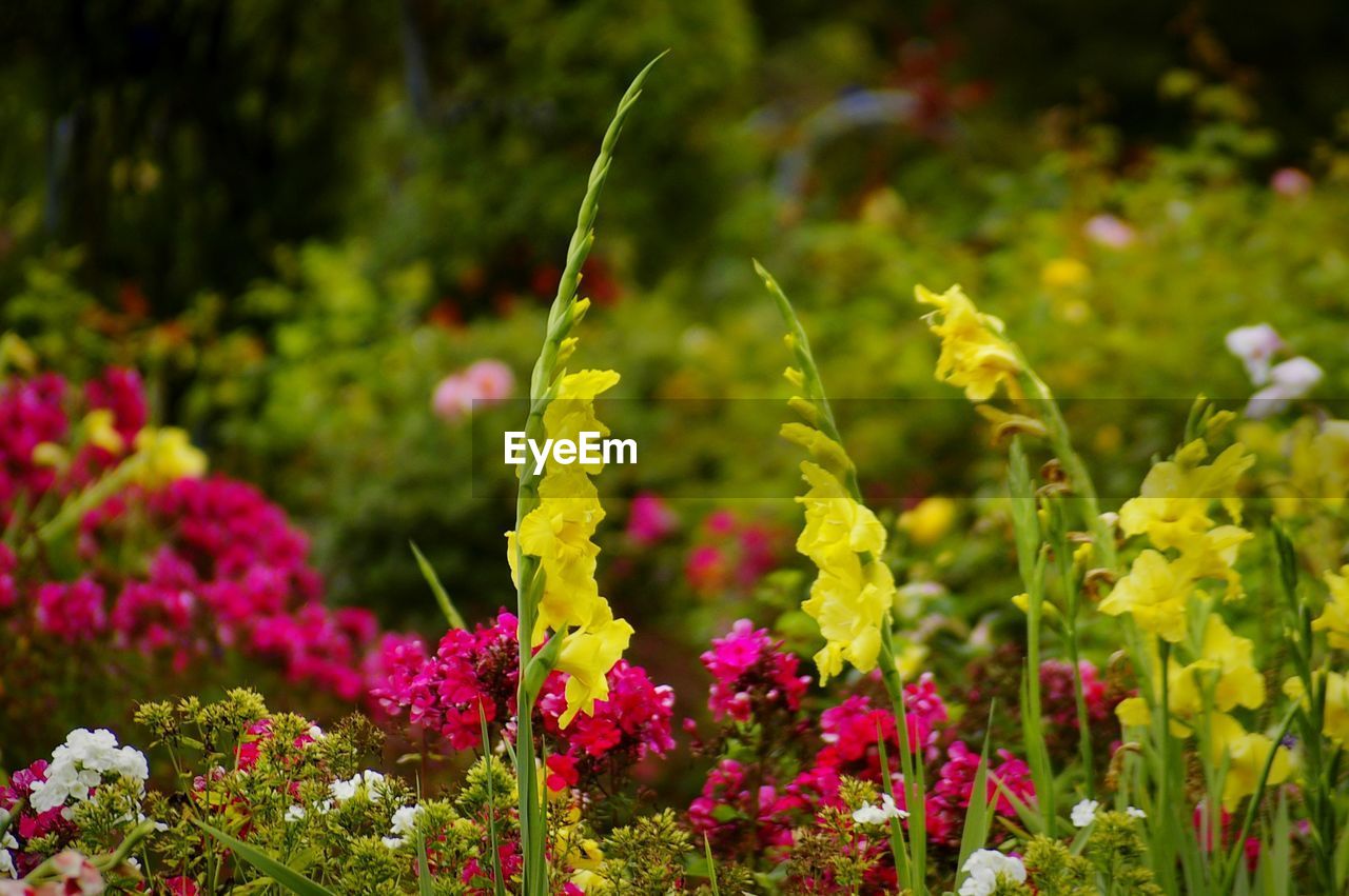 Close-up of yellow flowering plants on field