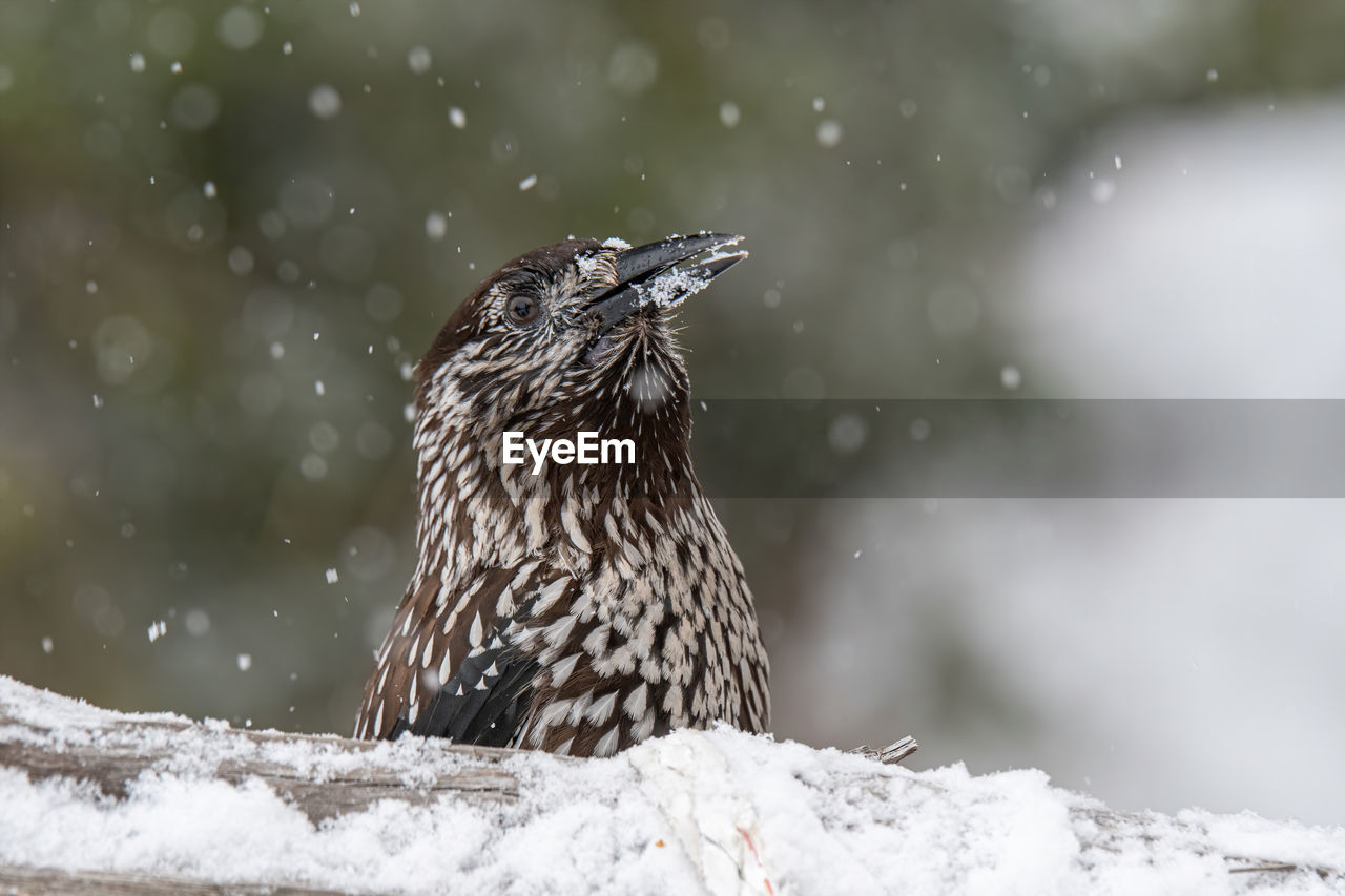 Close-up of bird perching on tree during winter