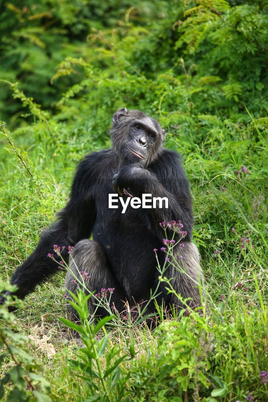 BLACK MONKEY SITTING ON ROCK