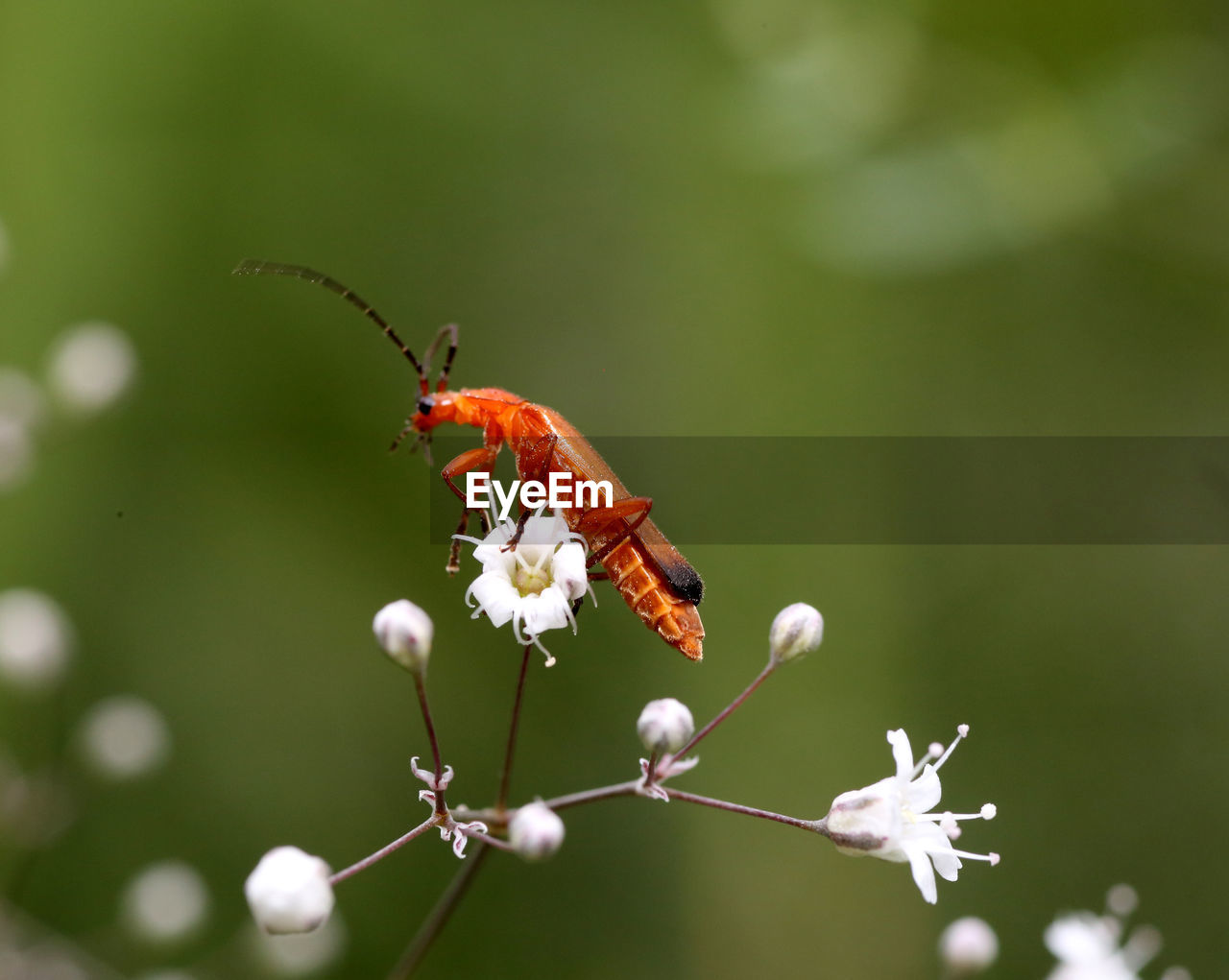 CLOSE-UP OF BUTTERFLY POLLINATING FLOWER