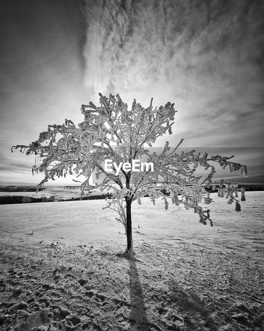 black and white, tree, nature, sky, plant, monochrome photography, monochrome, land, beauty in nature, environment, darkness, cloud, scenics - nature, landscape, water, tranquility, outdoors, no people, tranquil scene, horizon, beach, sea, sunlight, reflection, day, white, black, morning