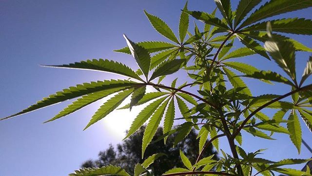 LOW ANGLE VIEW OF PLANTS AGAINST SKY