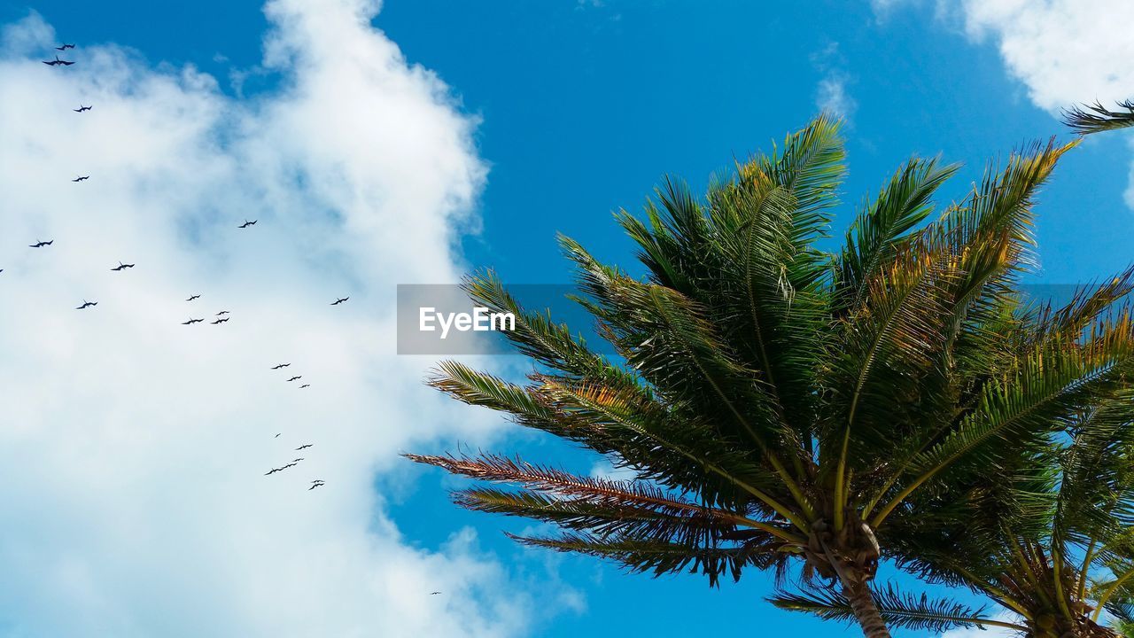 LOW ANGLE VIEW OF PALM TREE