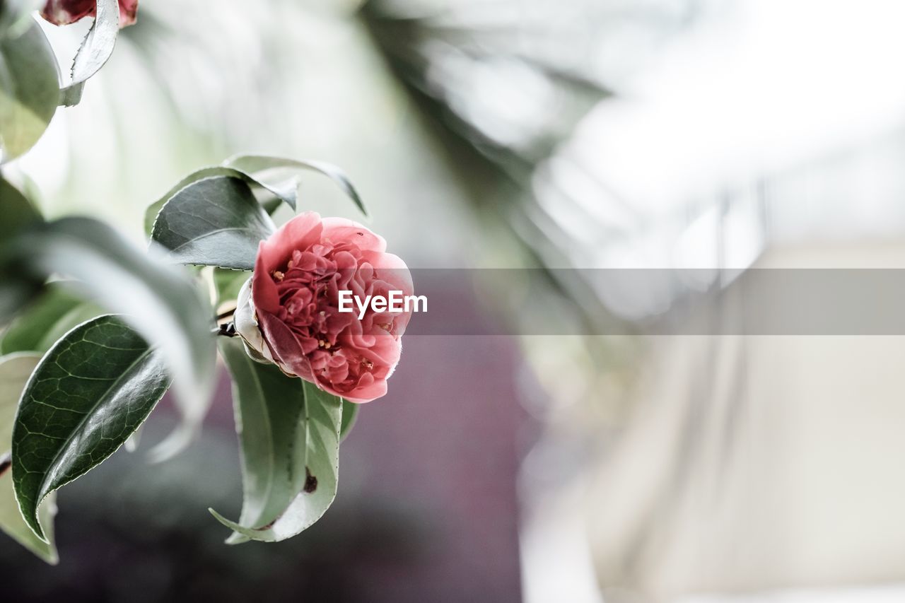 Close-up of rose blooming outdoors