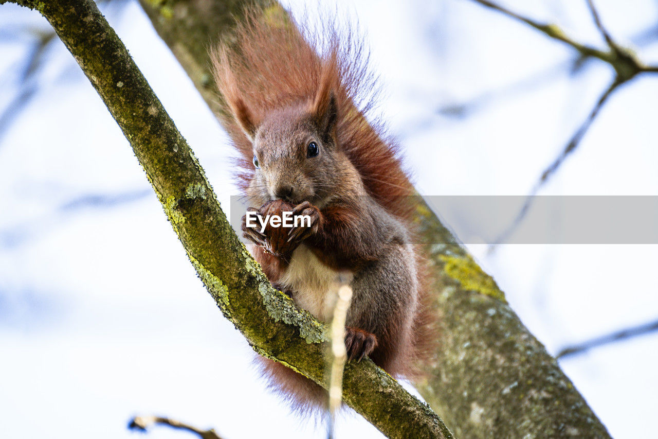 animal, animal themes, animal wildlife, mammal, one animal, squirrel, tree, wildlife, branch, rodent, nature, no people, plant, eating, outdoors, cute, low angle view, food, day, animal hair, close-up, animal body part