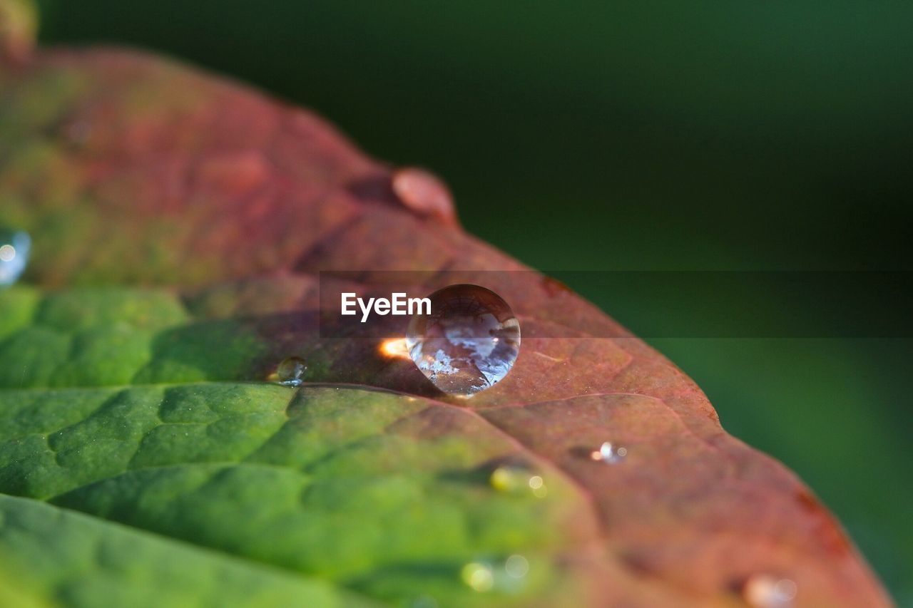 Detail of water drops on leaf