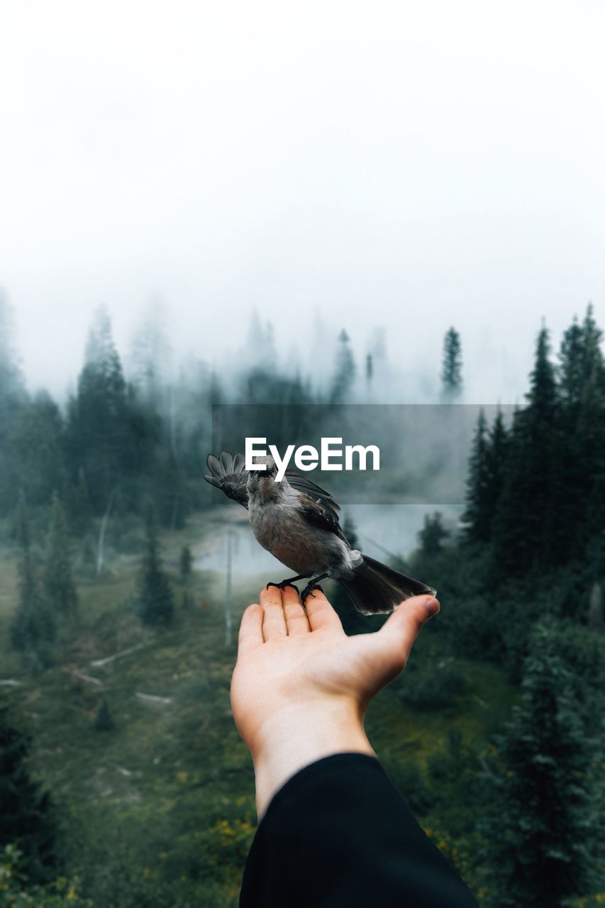 Cropped hand holding bird against sky in forest during foggy weather