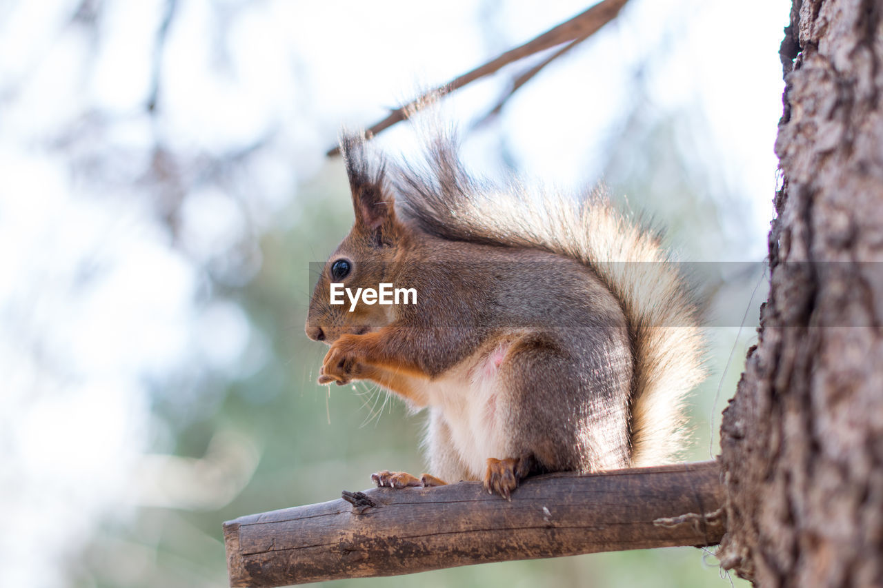 Close-up of squirrel on tree