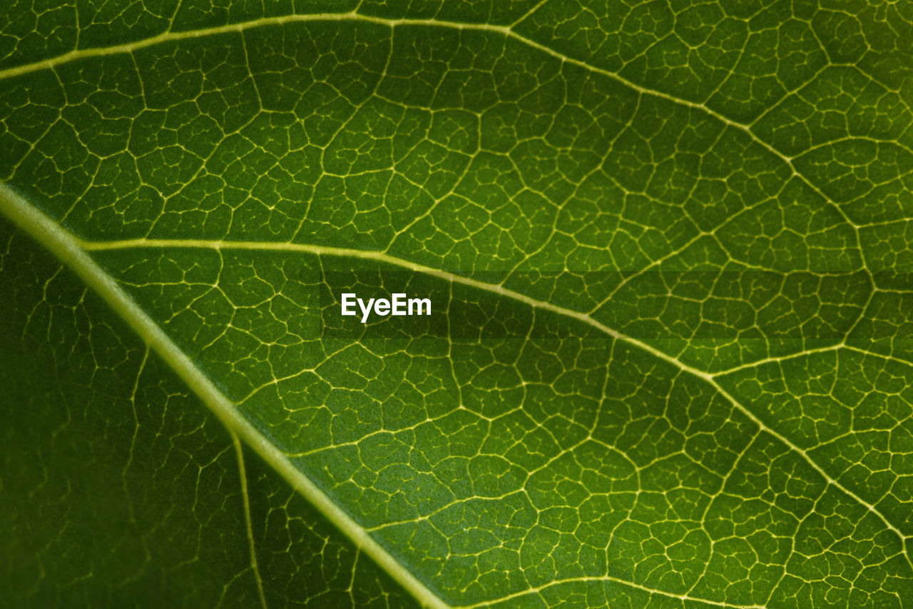 Green leaf texture. natural macro background. veins of a leaf close-up. abstraction, natural design. 