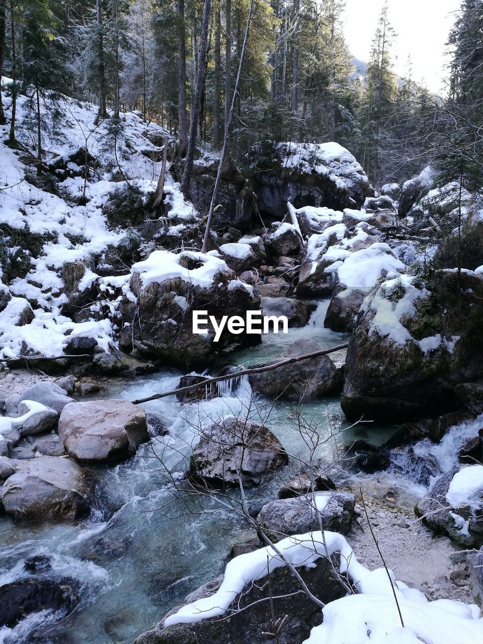 FROZEN RIVER AMIDST TREES IN FOREST