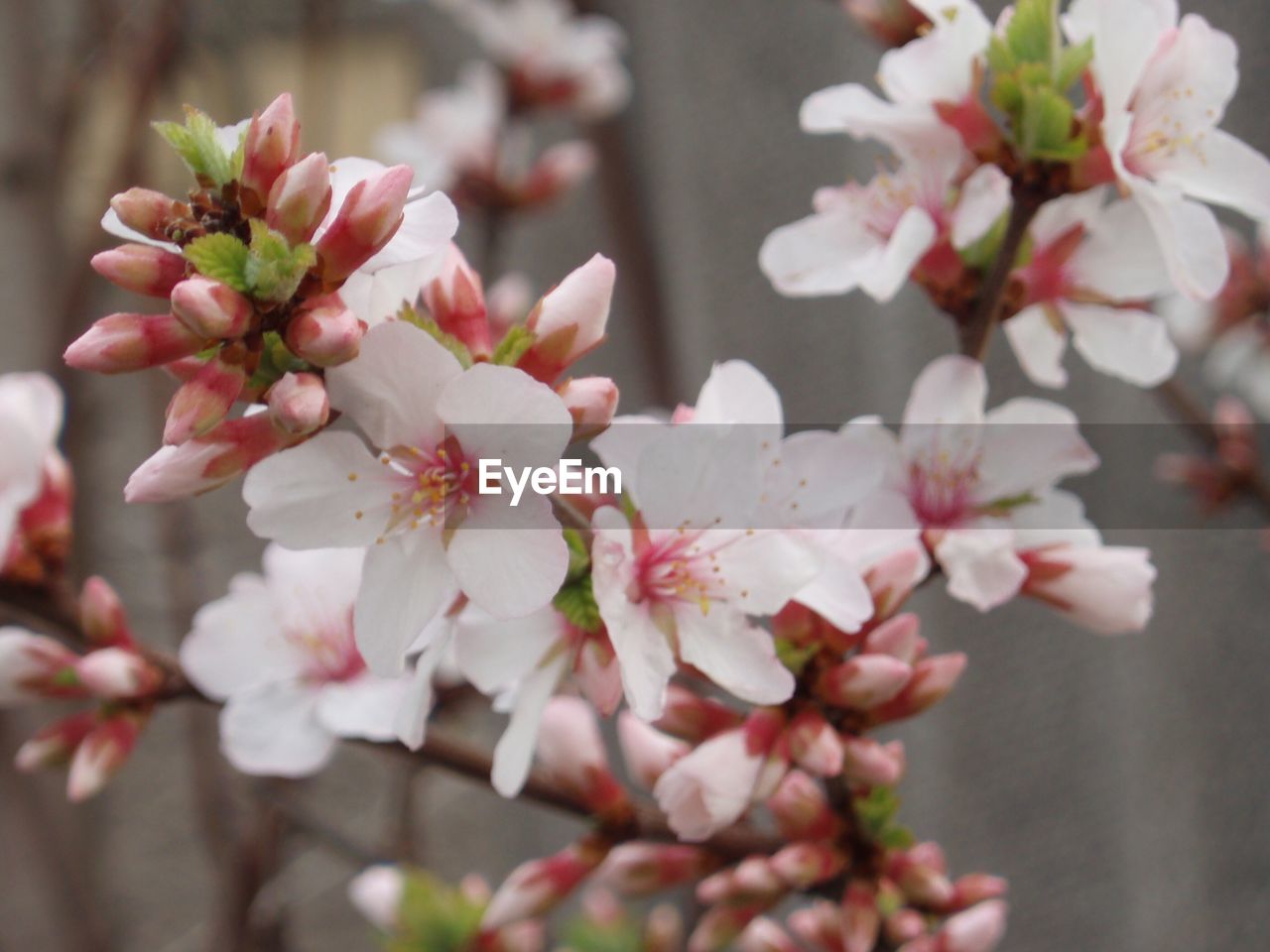 Close-up of cherry blossom