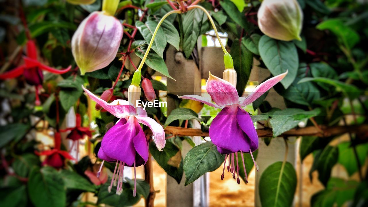 CLOSE-UP OF FLOWERING PLANT