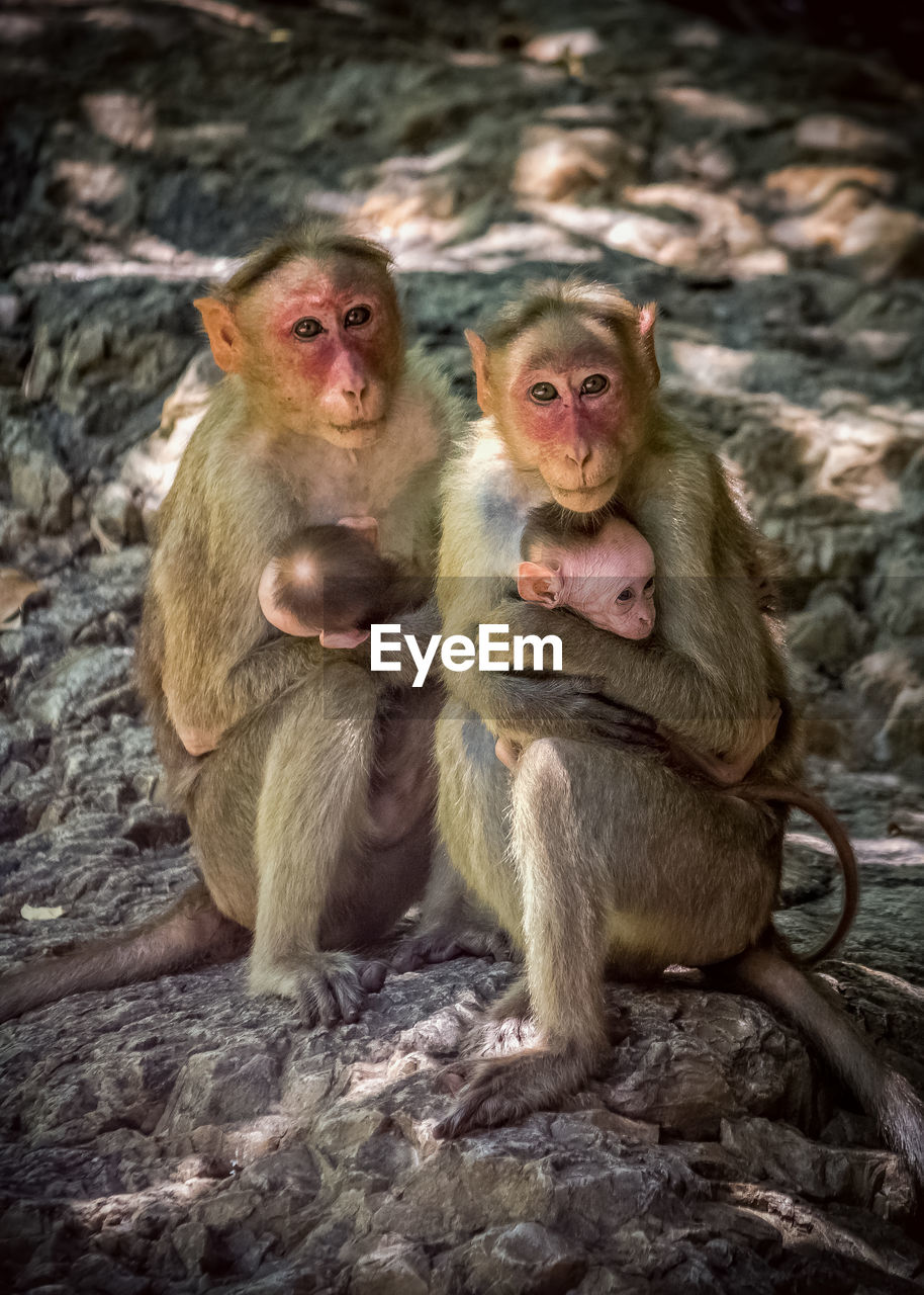 MONKEYS SITTING ON ROCKS