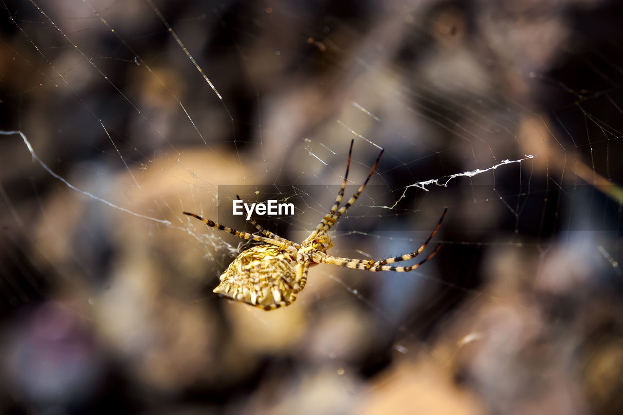 CLOSE-UP OF SPIDER WEB ON PLANT