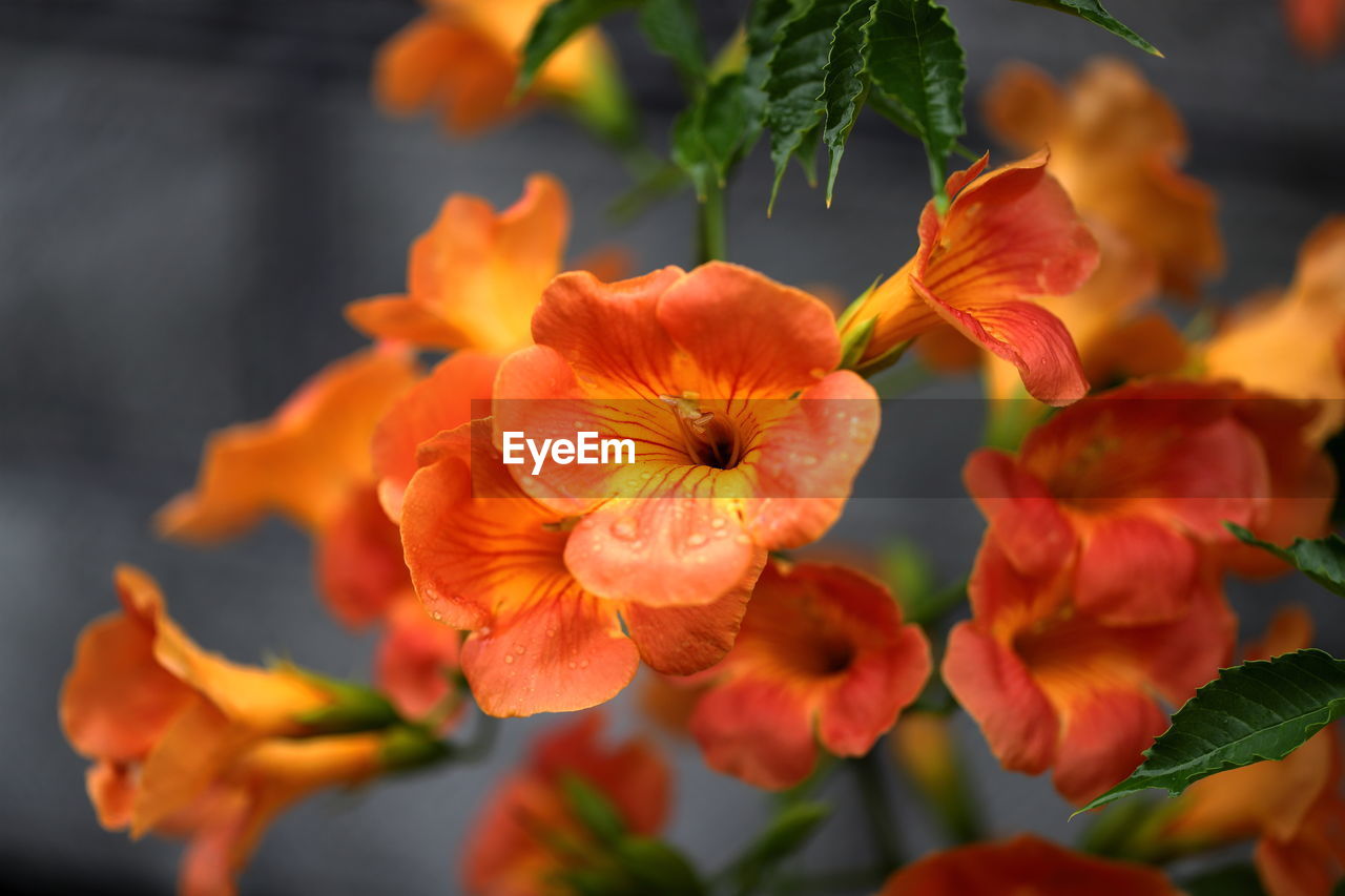 flower, plant, flowering plant, beauty in nature, freshness, macro photography, nature, orange color, yellow, petal, close-up, plant part, leaf, flower head, inflorescence, growth, fragility, red, no people, outdoors, botany, multi colored, focus on foreground, fruit, blossom, food, autumn, springtime, food and drink, selective focus, vibrant color