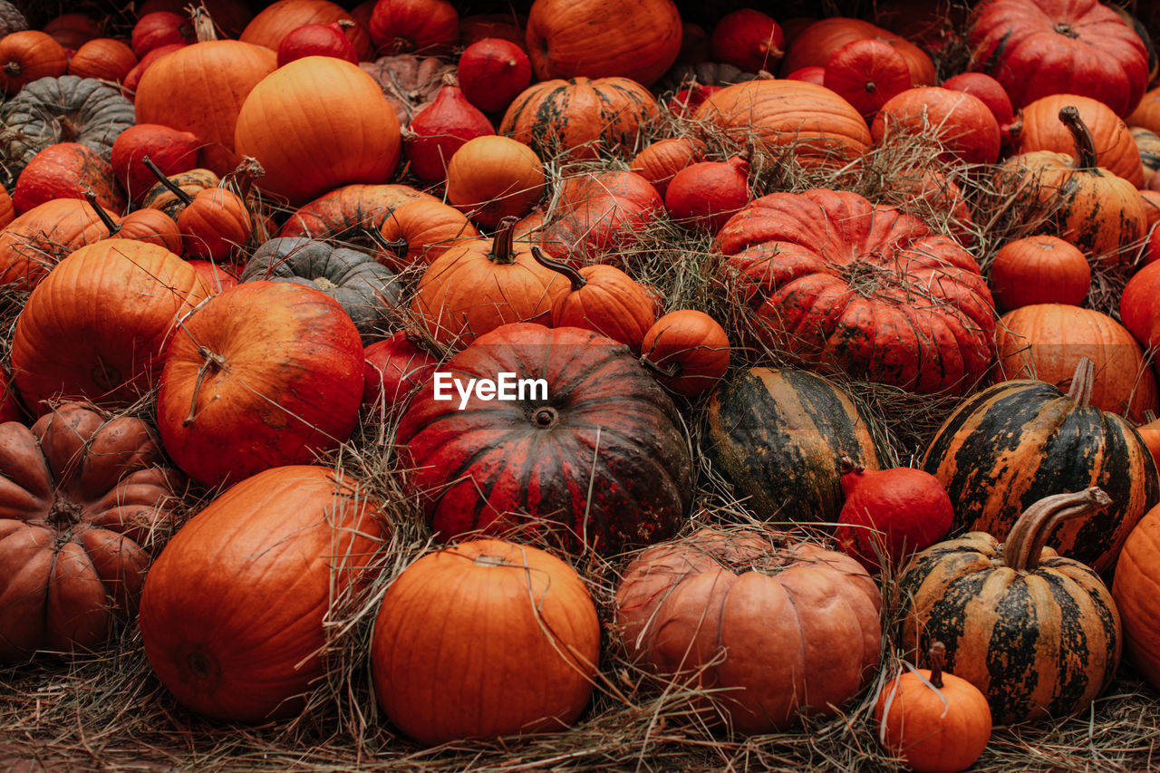 Orange pumpkins lying in the hay. autumn decoration. october and november. the time of harvest. 