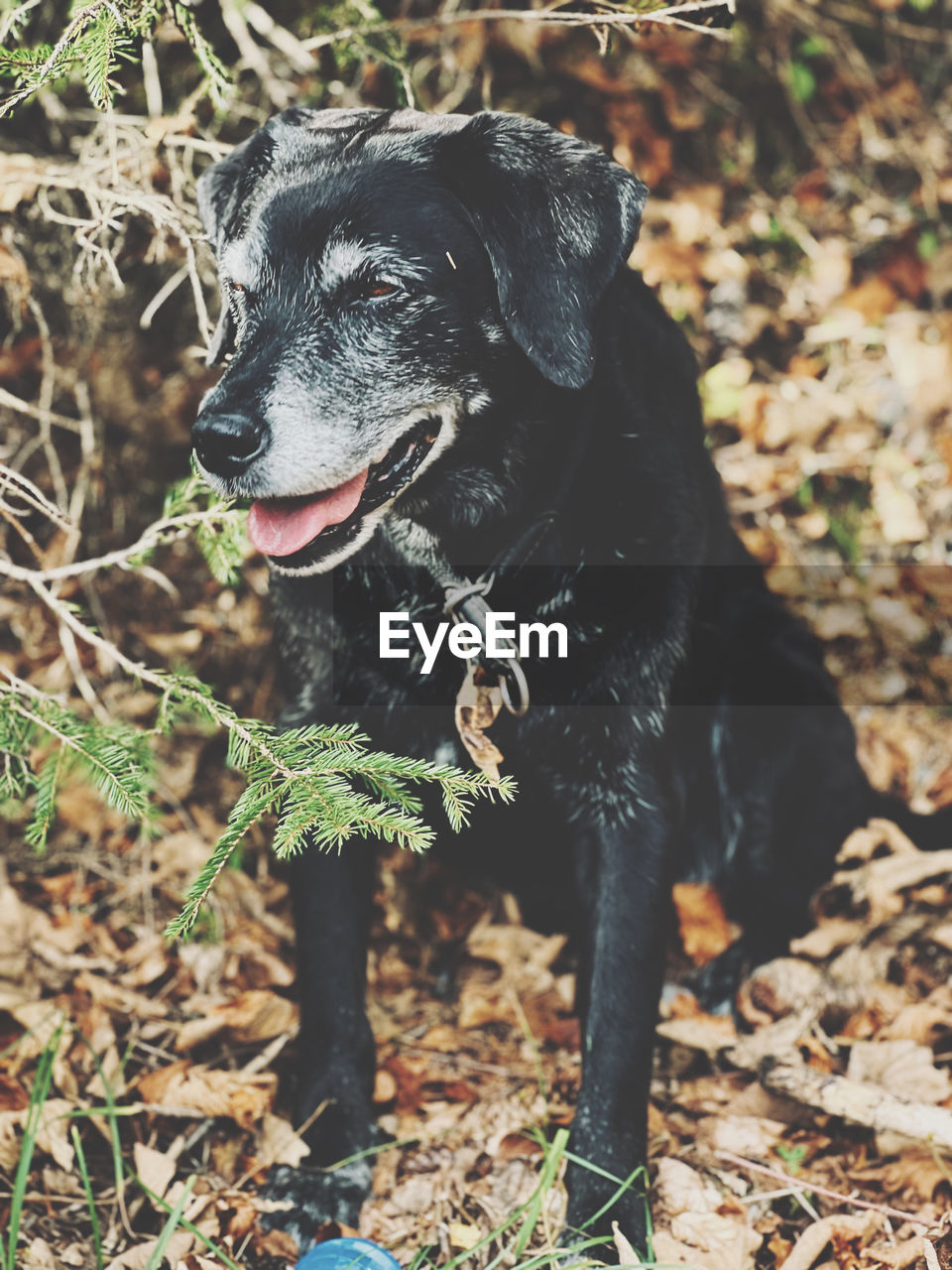 one animal, canine, dog, animal themes, animal, pet, domestic animals, mammal, plant part, leaf, nature, day, land, black, no people, looking, looking away, sticking out tongue, labrador retriever, outdoors, plant, field, facial expression, pet collar, collar, puppy, standing