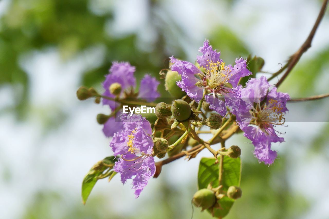 Close-up of flowers blooming on tree