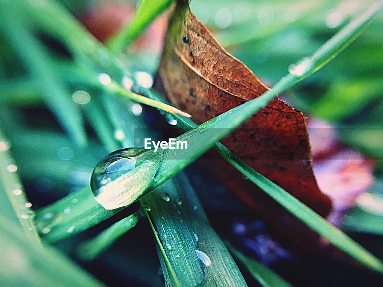 CLOSE-UP OF LEAF