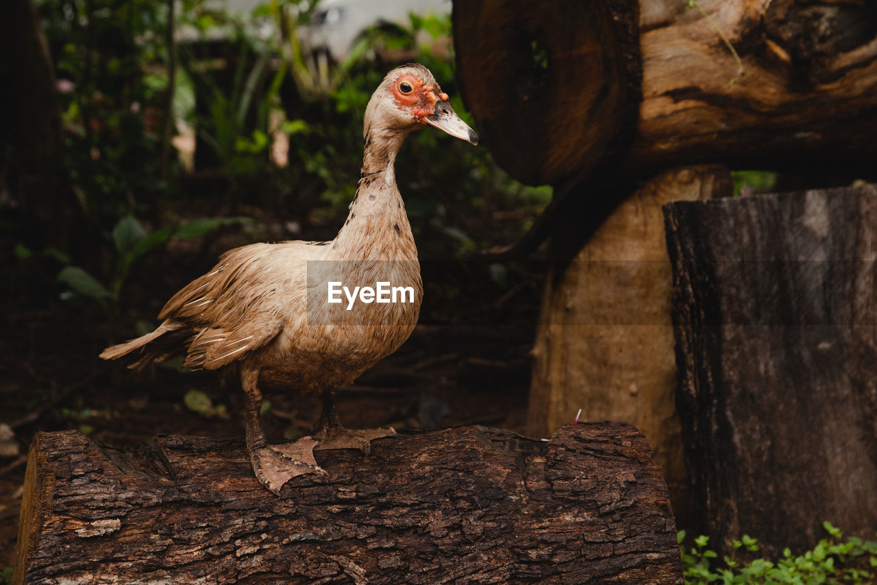 View of a bird on wood