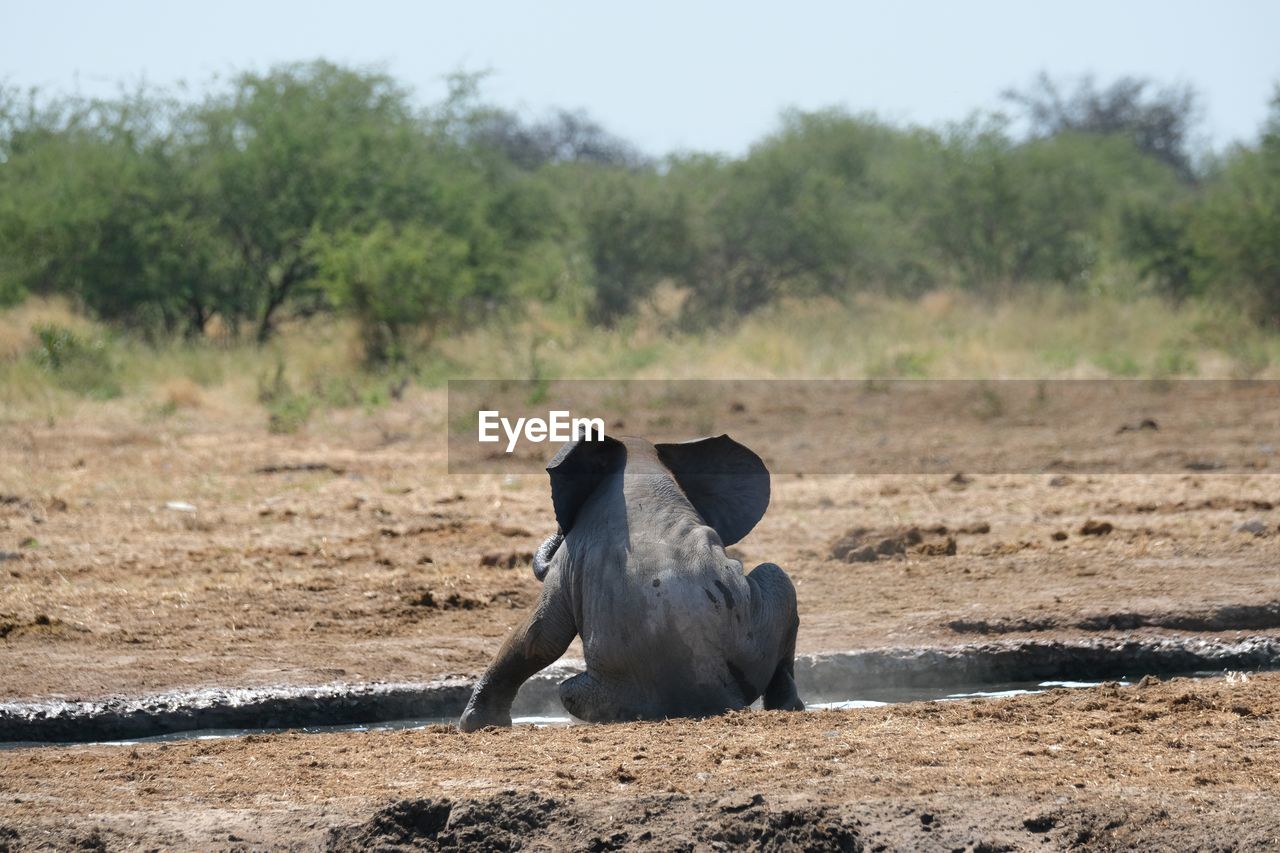 Baby elephant contemplating life