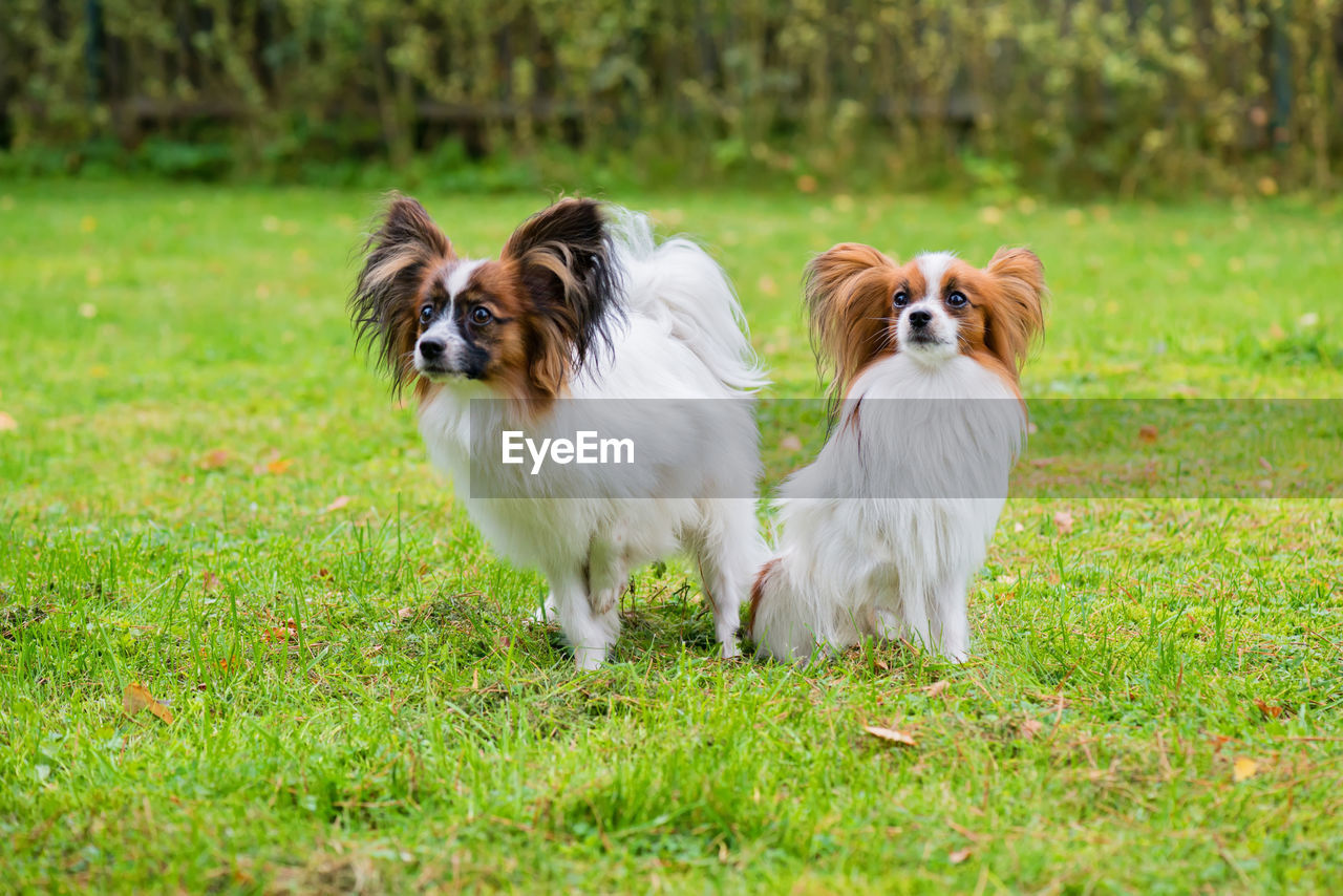 PORTRAIT OF DOGS ON GRASS