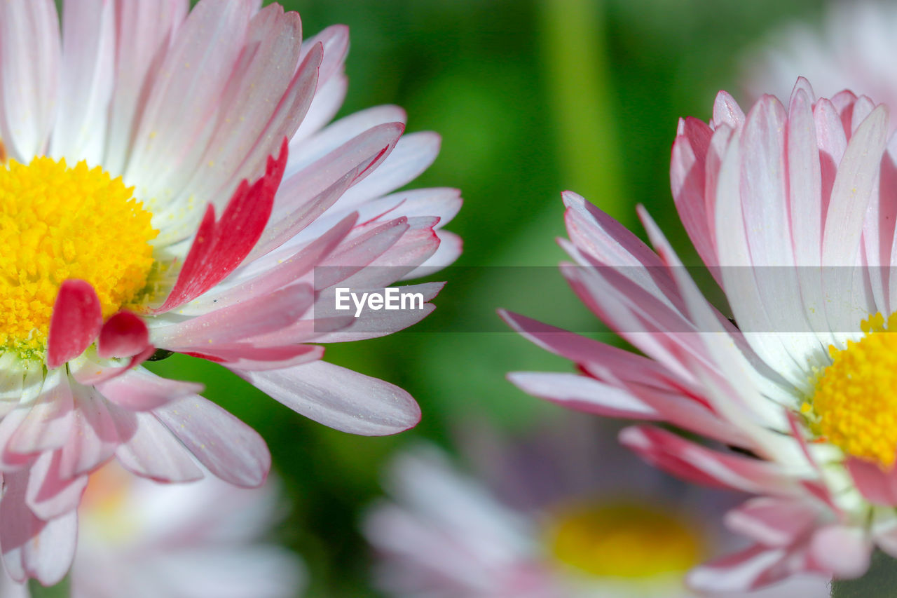 Close-up of pink daisy flower