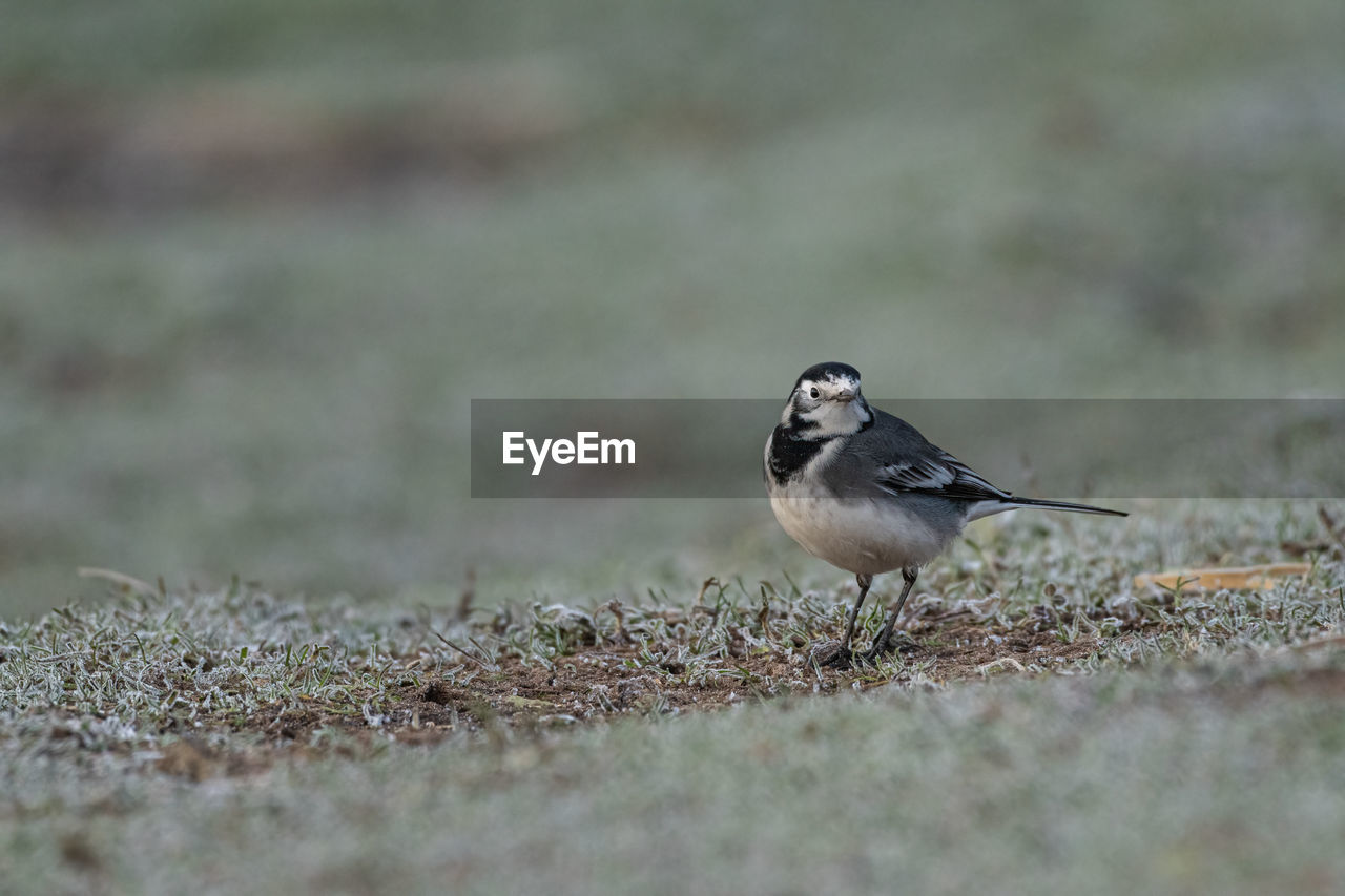 animal themes, animal, animal wildlife, bird, wildlife, one animal, nature, selective focus, grass, beak, sparrow, songbird, no people, full length, side view, surface level, day, plain, outdoors, meadow, close-up, plant, field, perching, eating, portrait, lark, copy space, environment