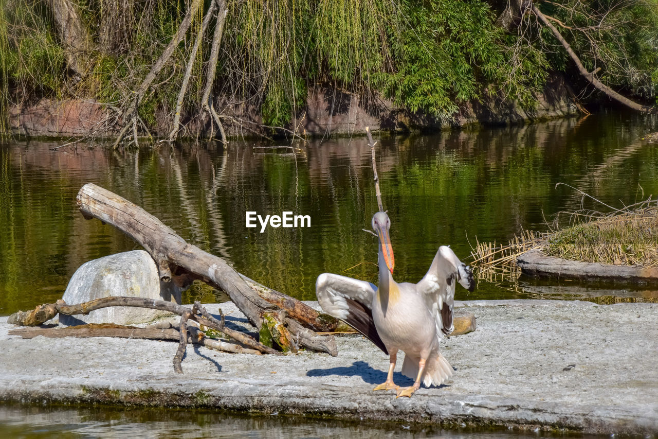 SWAN ON LAKE