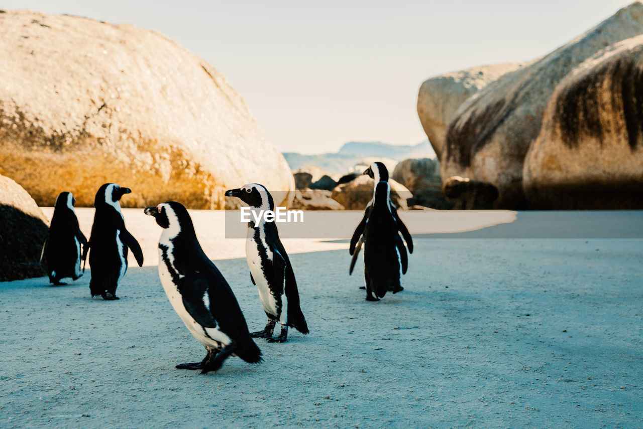 Penguins at beach