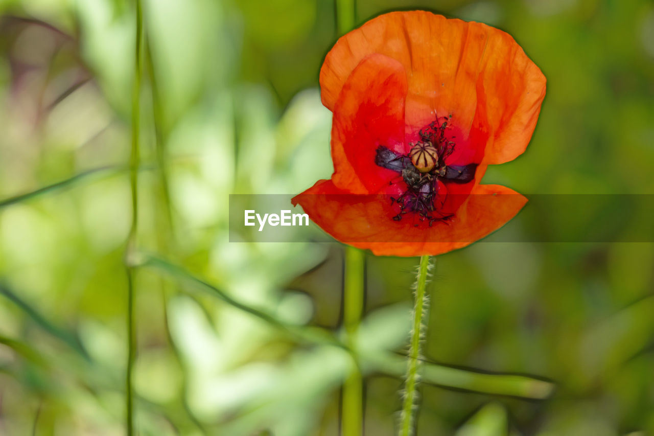 Close-up of red poppy on plant