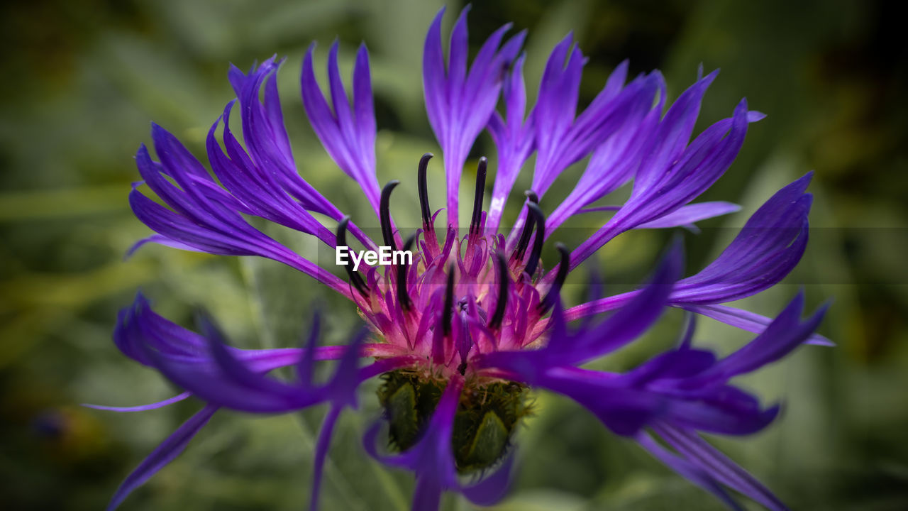 CLOSE-UP OF PURPLE CONEFLOWER