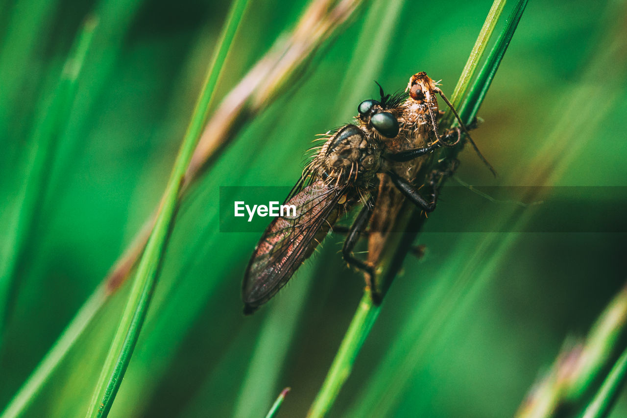 Close-up of insect on grass