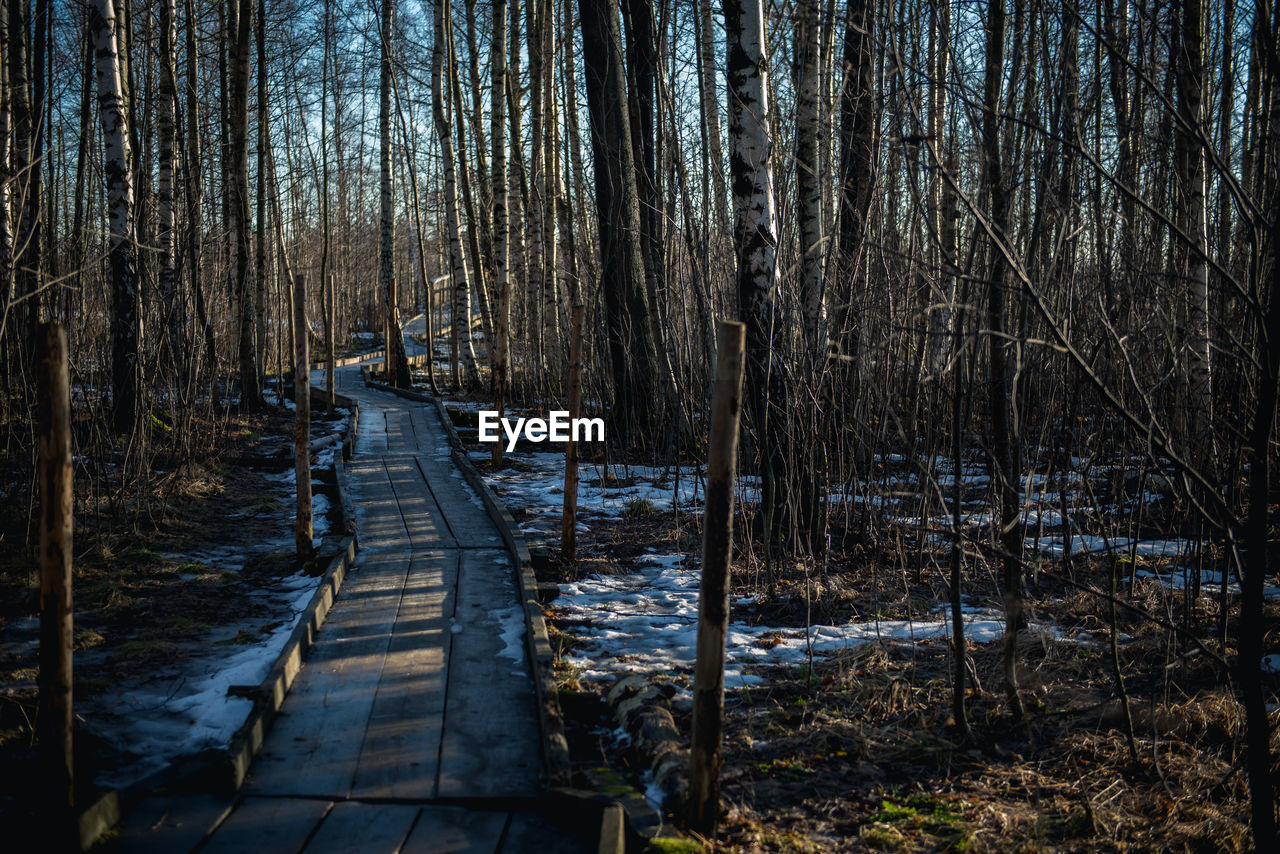 Walkway amidst trees in forest