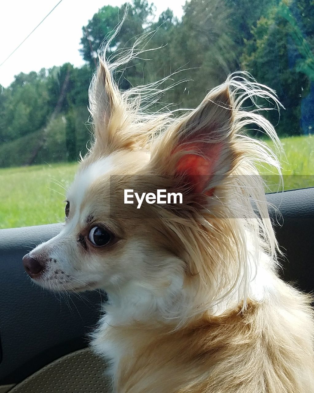 CLOSE-UP OF DOG WITH TREES