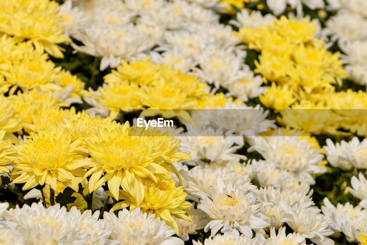 Close-up of yellow flowering plants