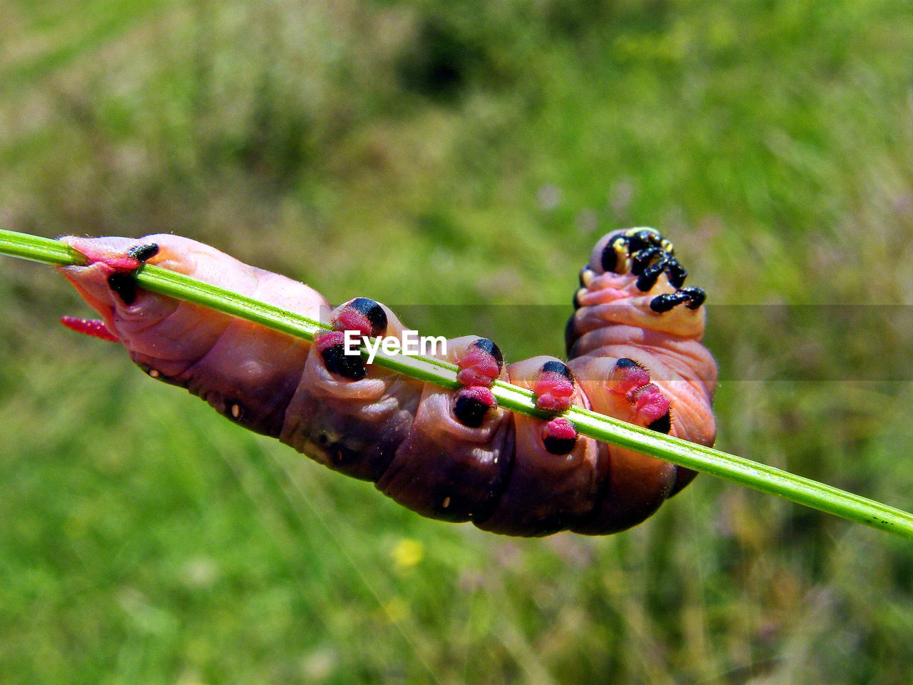 CLOSE-UP OF INSECT HOLDING PLANT