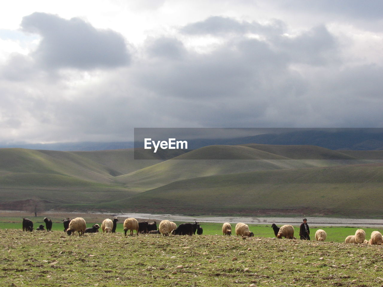 SHEEP GRAZING IN FIELD AGAINST SKY