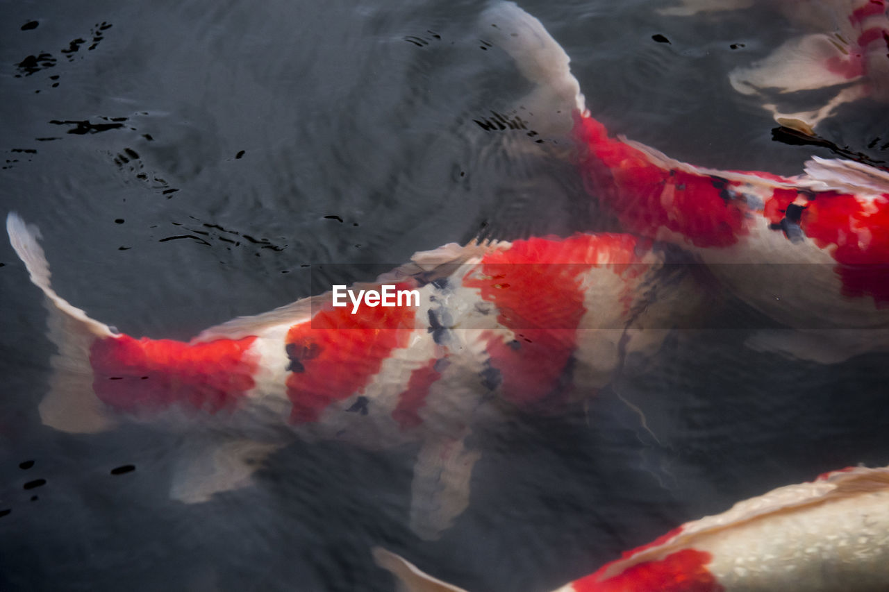 HIGH ANGLE VIEW OF KOI FISH IN POND