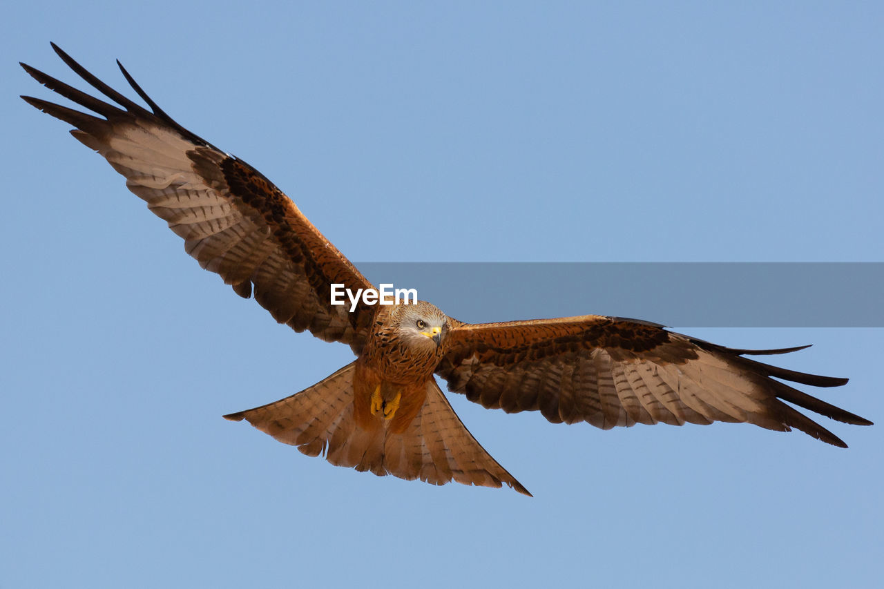 Low angle view of kite flying against clear blue sky